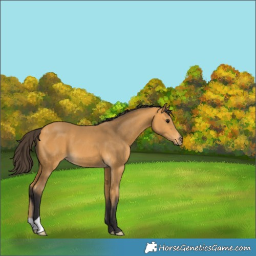 Horse Color:Buckskin 