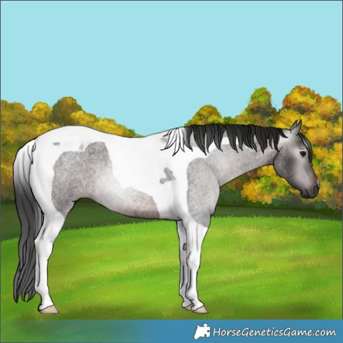 Horse Color:Gray Brown Roan Tobiano