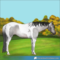 Horse Color:Gray Brown Roan Tobiano