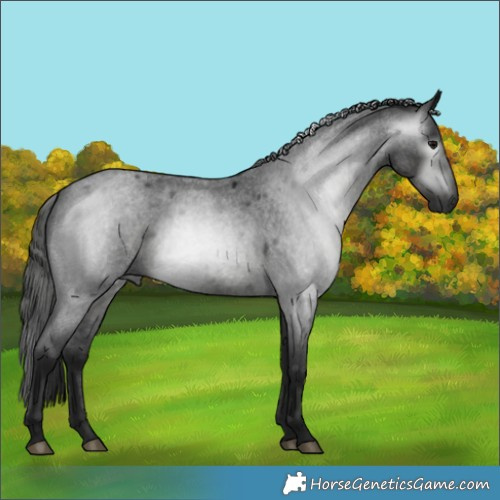 Horse Color:Gray Blue Roan 