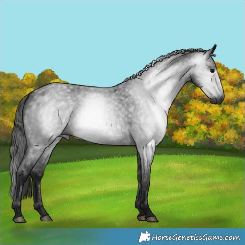 Horse Color:Gray Blue Roan 