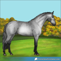 Horse Color:Gray Blue Roan 