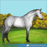 Horse Color:Gray Blue Roan 