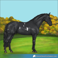 Horse Color:White Spotted Black