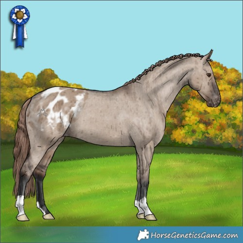 Horse Color:Liver Red Dun Appaloosa Brindle 