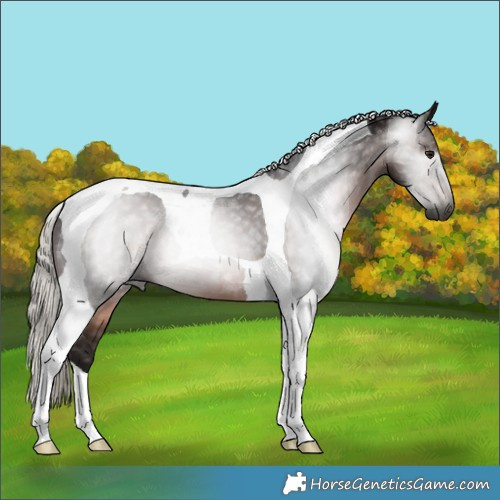 Horse Color:Gray Silver Brown Tobiano 