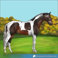 Horse Color:Gray Silver Brown Tobiano 