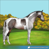 Horse Color:Gray Silver Brown Tobiano 