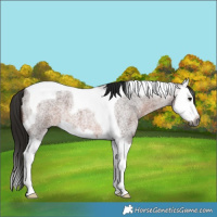 Horse Color:Gray Bay Roan Splash Tobiano