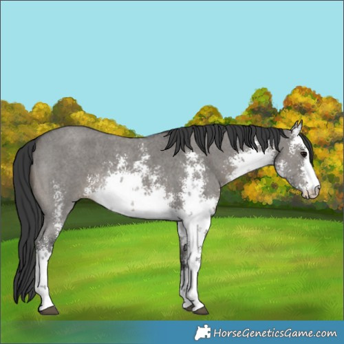 Horse Color:White Spotted Grullo Sabino 