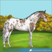 Horse Color:White Spotted Silver Brown Dun Tobiano Appaloosa Rabicano