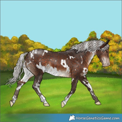Horse Color:White Spotted Silver Brown Appaloosa 