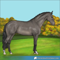 Horse Color:Grullo Varnish Rabicano 