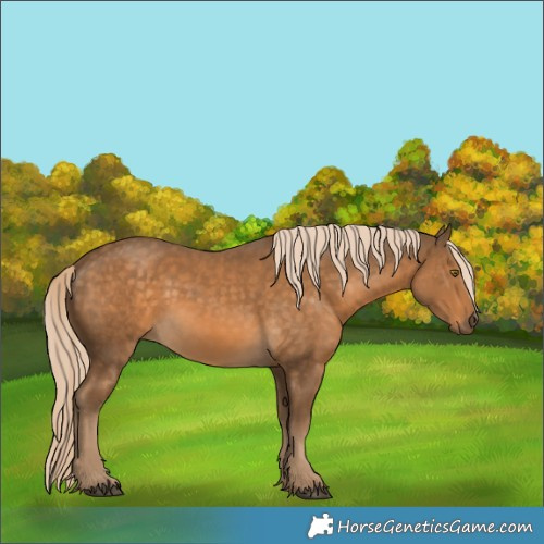 Horse Color:Chocolate Palomino 