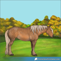 Horse Color:Chocolate Palomino 