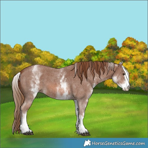 Horse Color:White Spotted Chestnut Sabino