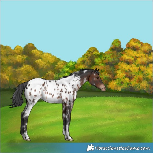Horse Color:White Spotted Brown Appaloosa Rabicano 