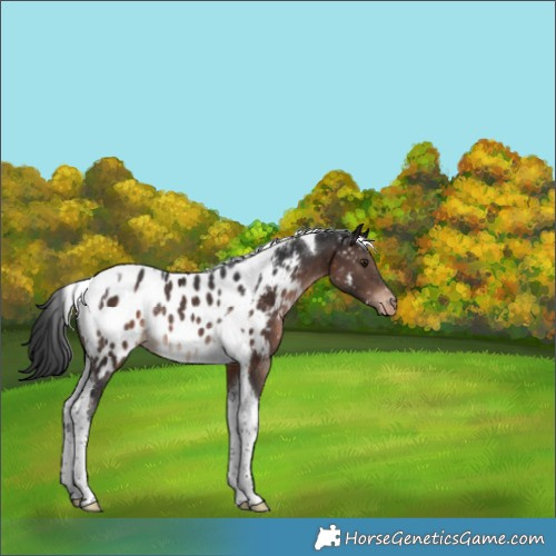 Horse Color:Brown Tobiano Appaloosa Rabicano 