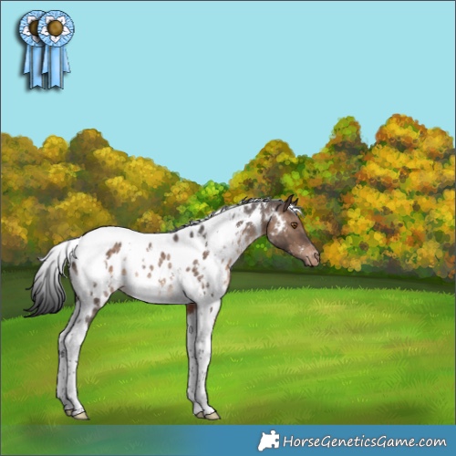 Horse Color:White Spotted Brown Dun Tobiano Appaloosa Rabicano