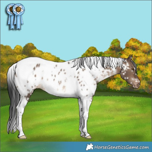 Horse Color:White Spotted Brown Dun Tobiano Appaloosa Rabicano
