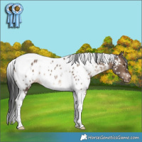 Horse Color:White Spotted Brown Dun Tobiano Near Leopard Rabicano