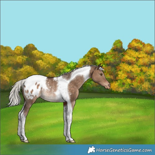 Horse Color:Silver Bay Dun Tobiano Appaloosa Rabicano