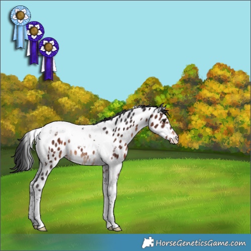 Horse Color:Brown Tobiano Near Leopard Rabicano 