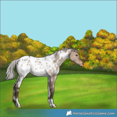 Horse Color:White Spotted Silver Brown Dun Appaloosa Rabicano 