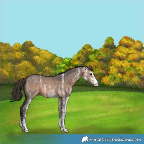 Horse Color:White Spotted Brown Dun Appaloosa