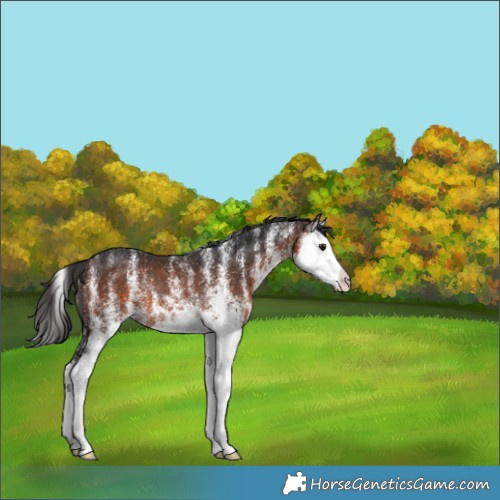 Horse Color:White Spotted Brown Splash Appaloosa Rabicano