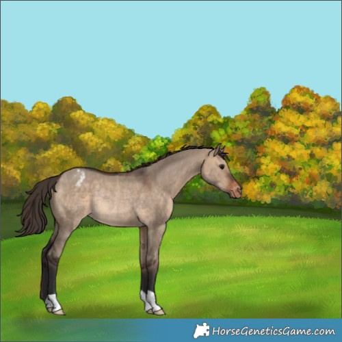 Horse Color:Brown Dun Varnish Rabicano 