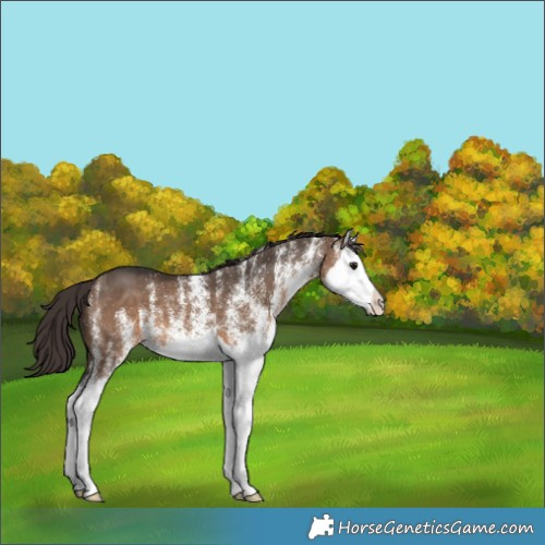 Horse Color:White Spotted Brown Dun Splash Varnish