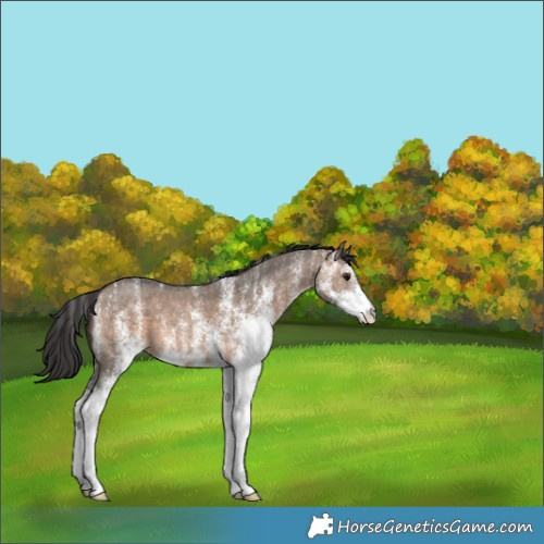 Horse Color:White Spotted Brown Dun 