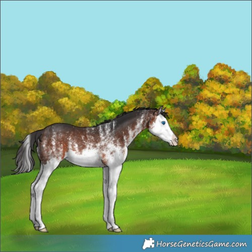 Horse Color:White Spotted Brown Splash Rabicano 