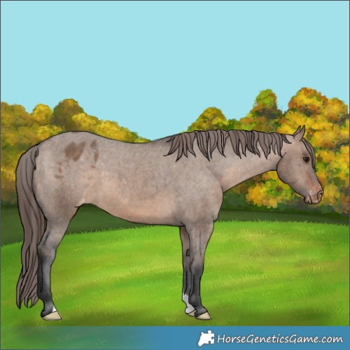 Horse Color:Brown Dun Appaloosa 