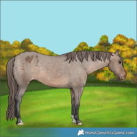 Horse Color:Brown Dun Varnish 