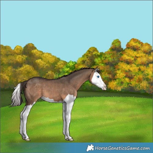 Horse Color:Brown Dun Splash Appaloosa 