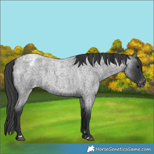 Horse Color:Blue Roan Appaloosa Rabicano 