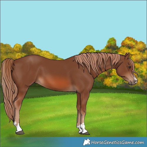 Horse Color:Chestnut 