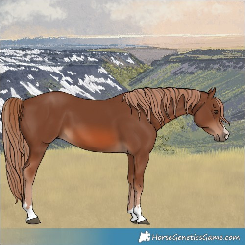 Horse Color:Chestnut 