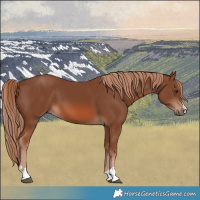 Horse Color:Chestnut 