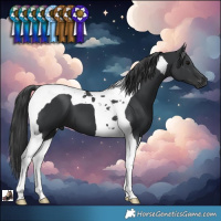 Horse Color:Black Tobiano 