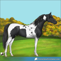Horse Color:Black Tobiano 