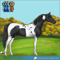 Horse Color:Black Tobiano