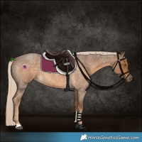 Horse Color:Chocolate Palomino Roan 