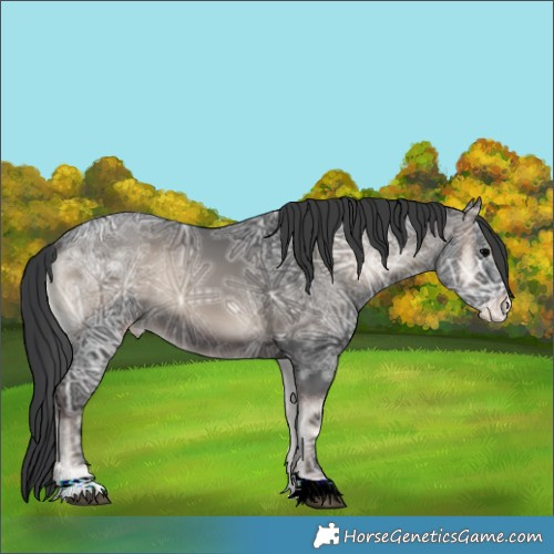 Horse Color:Blue Onyx Ice Appaloosa 
