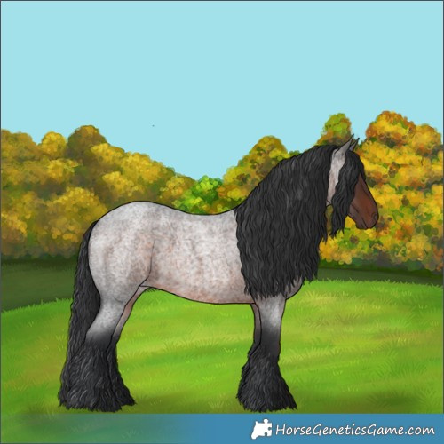 Horse Color:Brown Roan