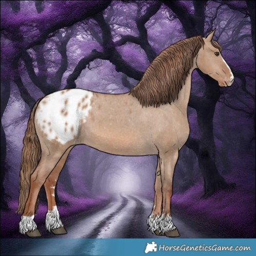 Horse Color:Red Dun Appaloosa 