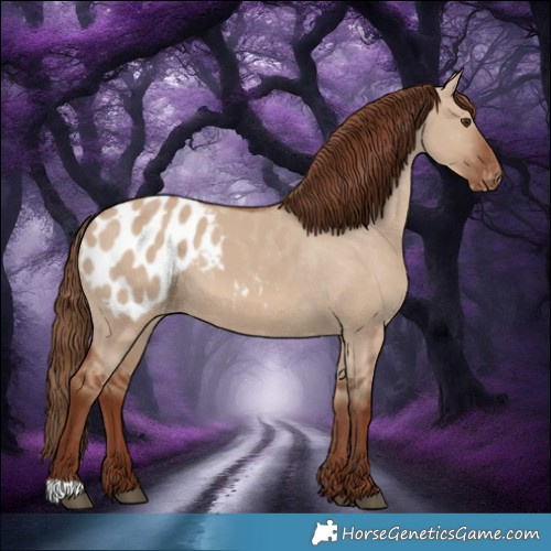 Horse Color:Red Dun Appaloosa 