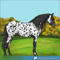 Horse Color:Black Appaloosa 